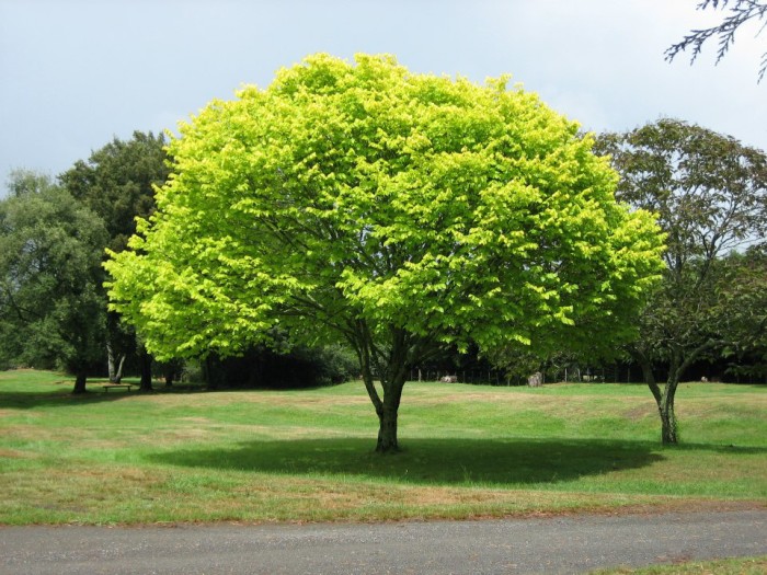 tree pruning and trimming