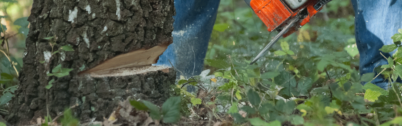 Tree removal is a dangerous job that should be left to the experts.