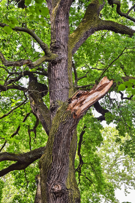 hazardous tree removal