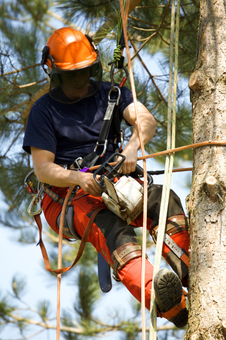 tree pruning and trimming