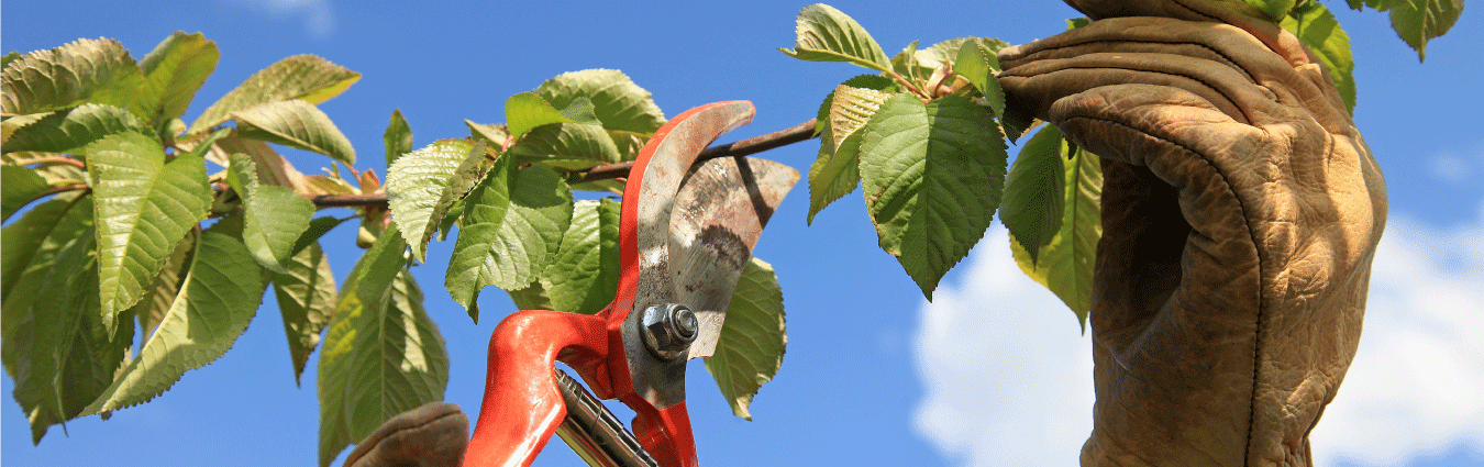 Tree Trimming, Pruning and Maintenance