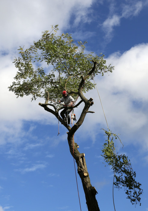 tree removal