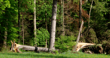 Tree Removal