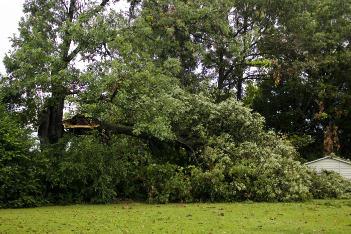 hazardous tree removal