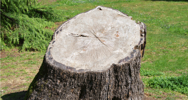 Stump Removal & Grinding