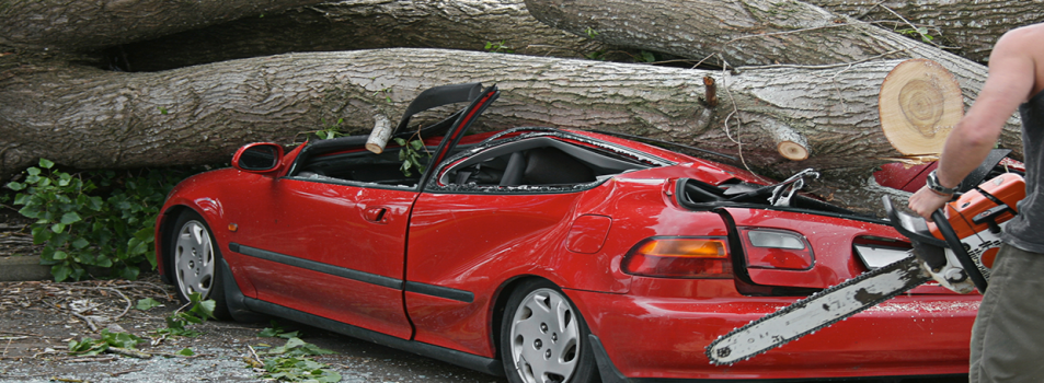 Hazardous Tree Removal