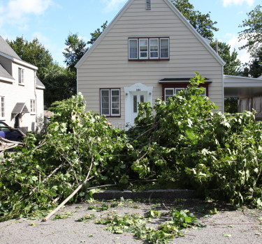 hazardous tree removal