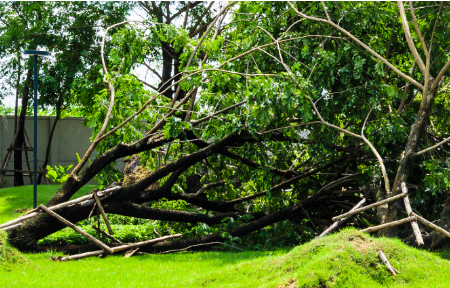 downed trees