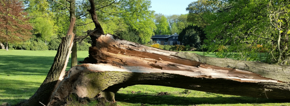 hazardous tree removal