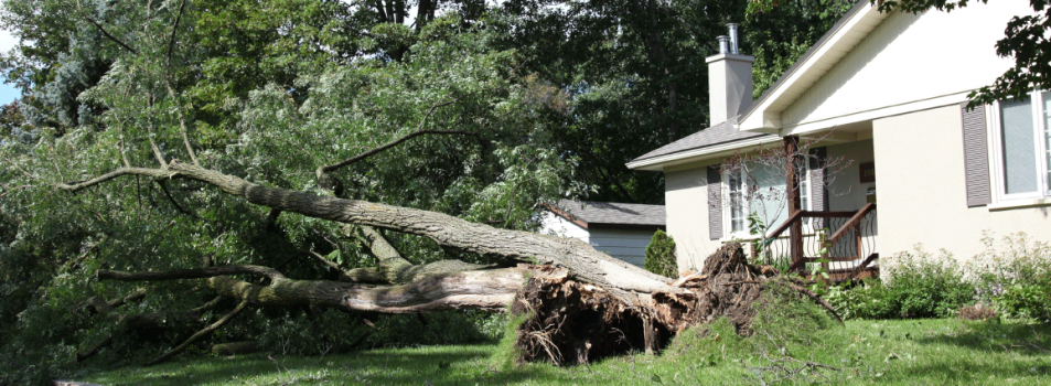 hazardous tree removal