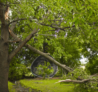 hazardous tree removal