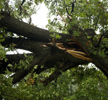 Hazardous Tree Removal