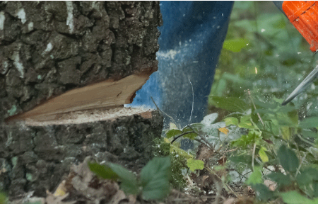 Tree Cutting