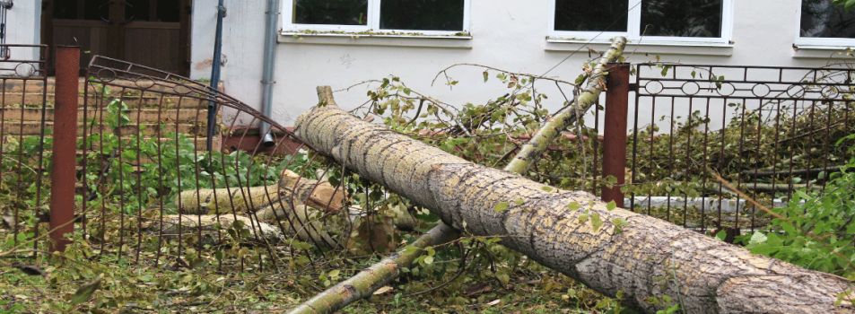 Hazardous Tree Removal