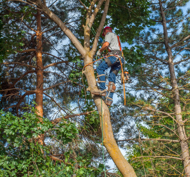 tree pruning and trimming