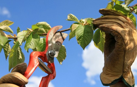 tree pruning