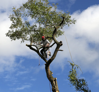 tree removal