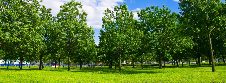 beautiful trees