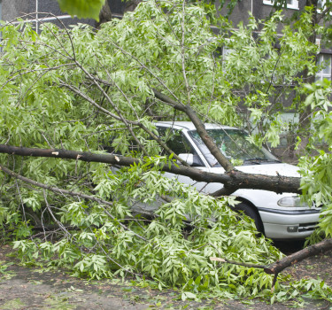 hazardous tree removal