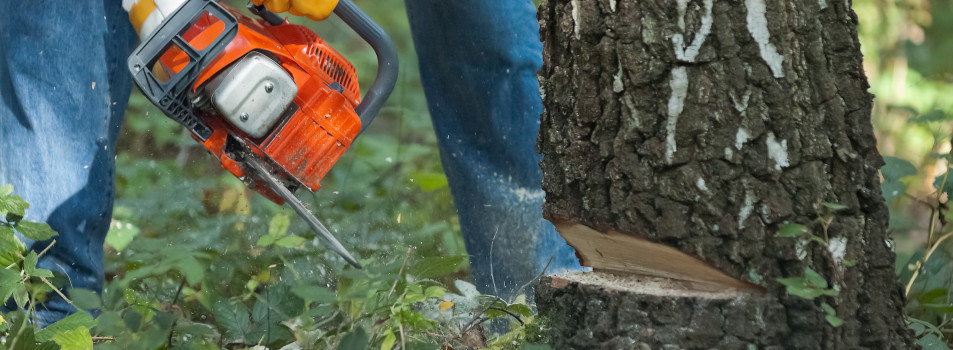 tree removal services