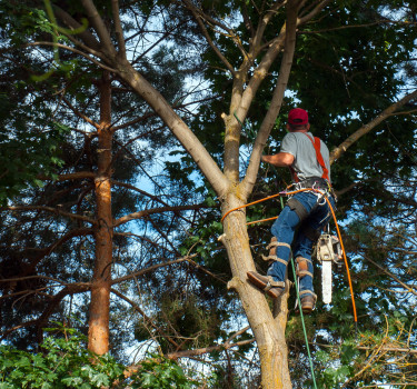 tree pruning