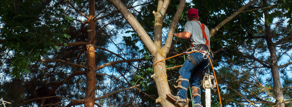 tree pruning