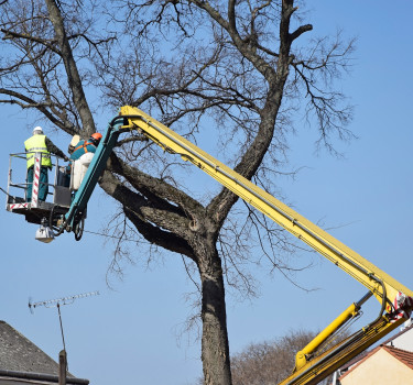 tree removal services