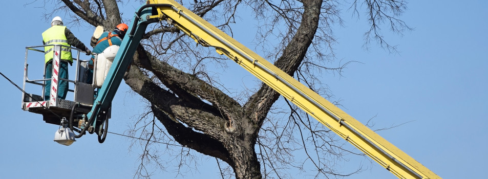 tree removal services