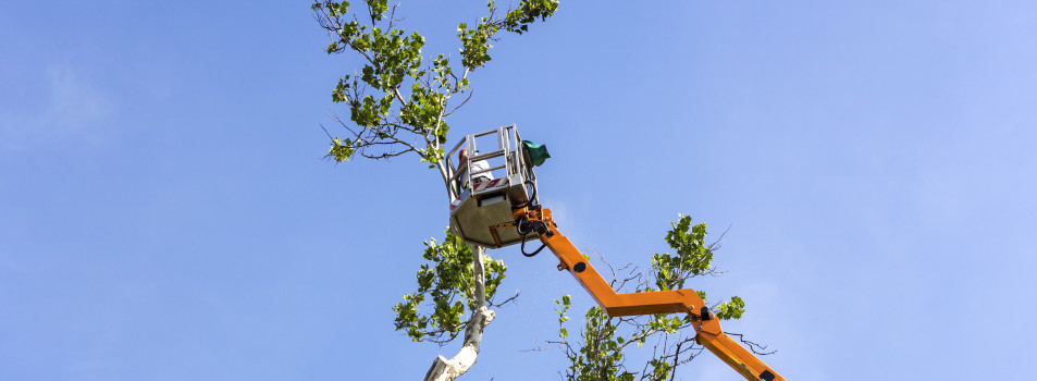 tree pruning